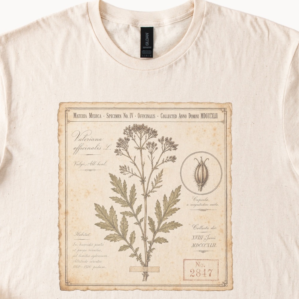 Materia Medica Valeriana Officinalis Herbarium Specimen Tee